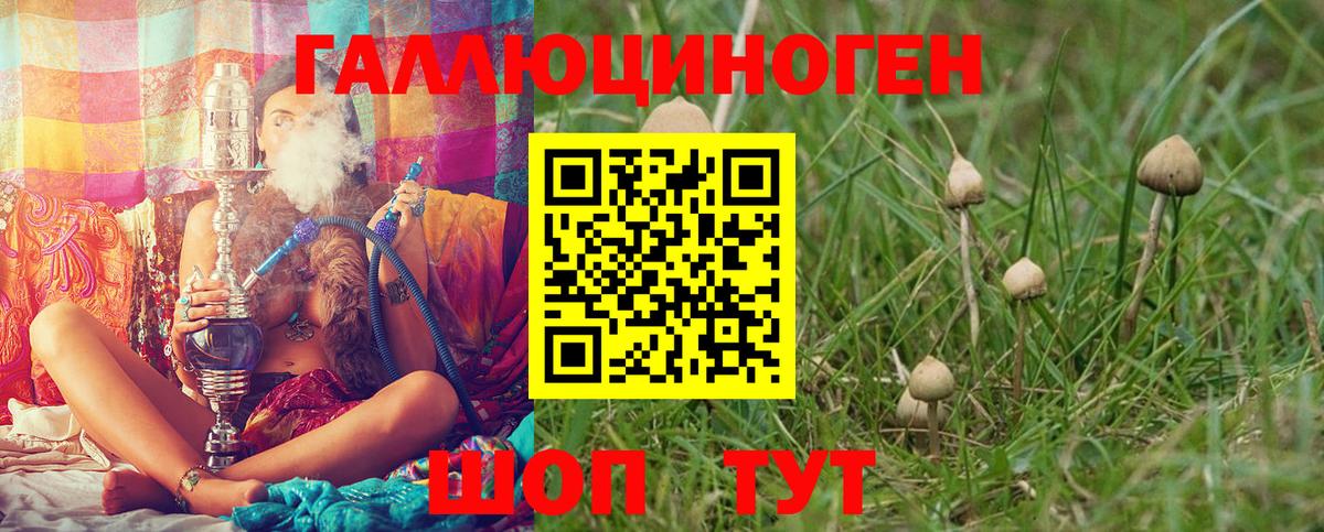 Псилоцибиновые грибы Cubensis Каменка