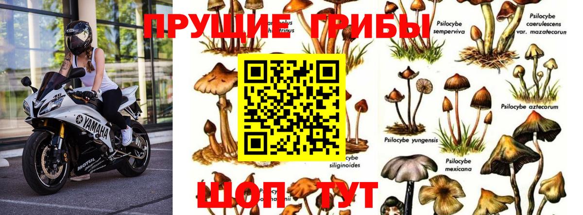 Галлюциногенные грибы ЛСД  Галлюциногенные грибы Psilocybe  Каменка  Вход с VPN 